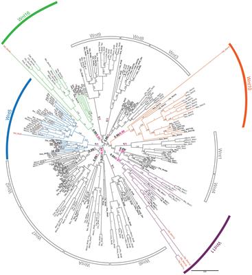 Massive Gene Loss and Function Shuffling in Appendicularians Stretch the Boundaries of Chordate Wnt Family Evolution